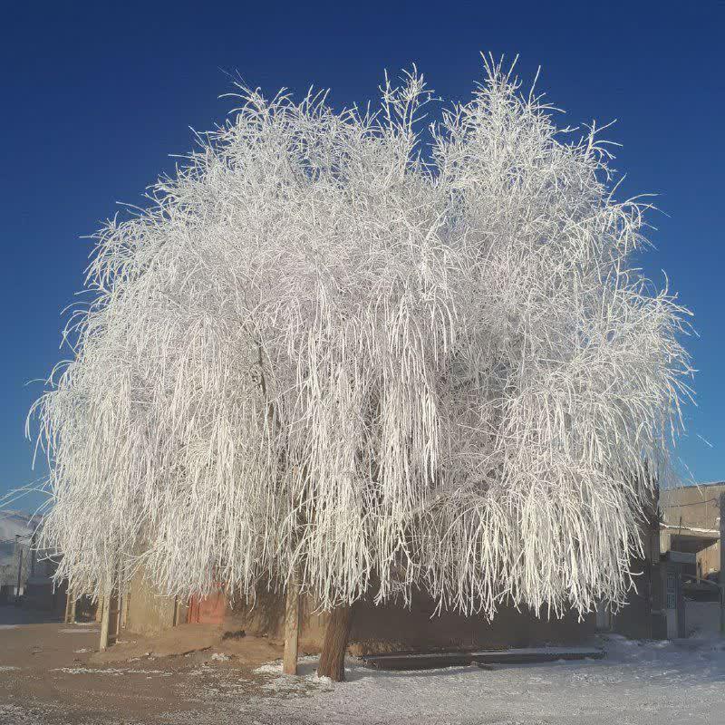 سراج  لرستان/درخت یخی شهر نور آباد _ لرستان/دمای تمام شهرهای لرستان دیشب به زیر صفر رسید